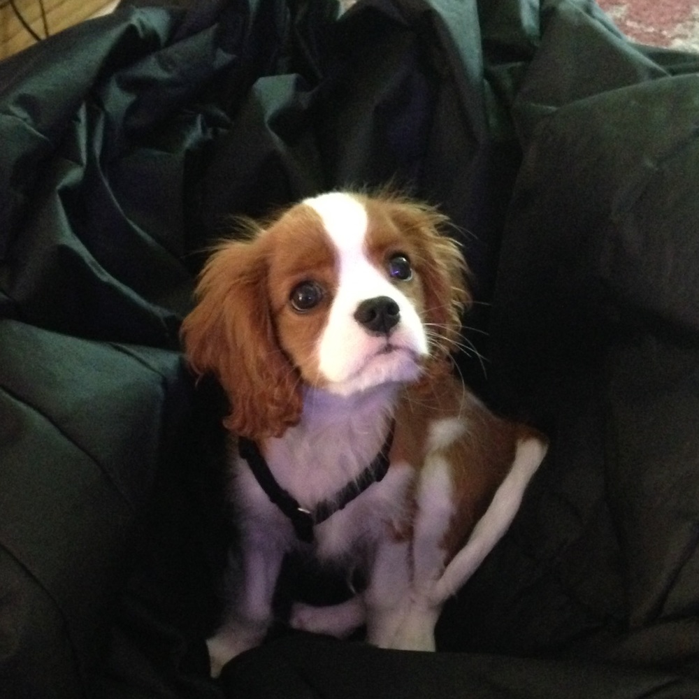 Meet your Posher, Celia